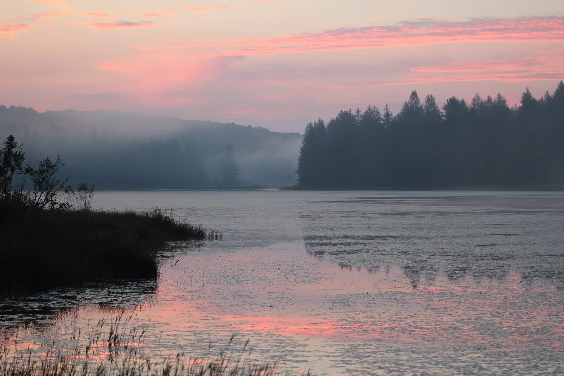 Mist rising off a still forest lake at dawn, with a line of conifers reflected in the water, in the Allegheny National Forest.