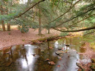 Hemlock boughs over Little Clear Creek, Clear Creek State Park, Jefferson County, Pennsylvania