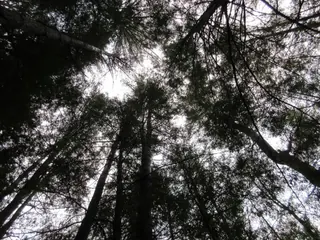 Looking up into the old-growth hemlock canopy, Cook Forest State Park, Pennsylvania